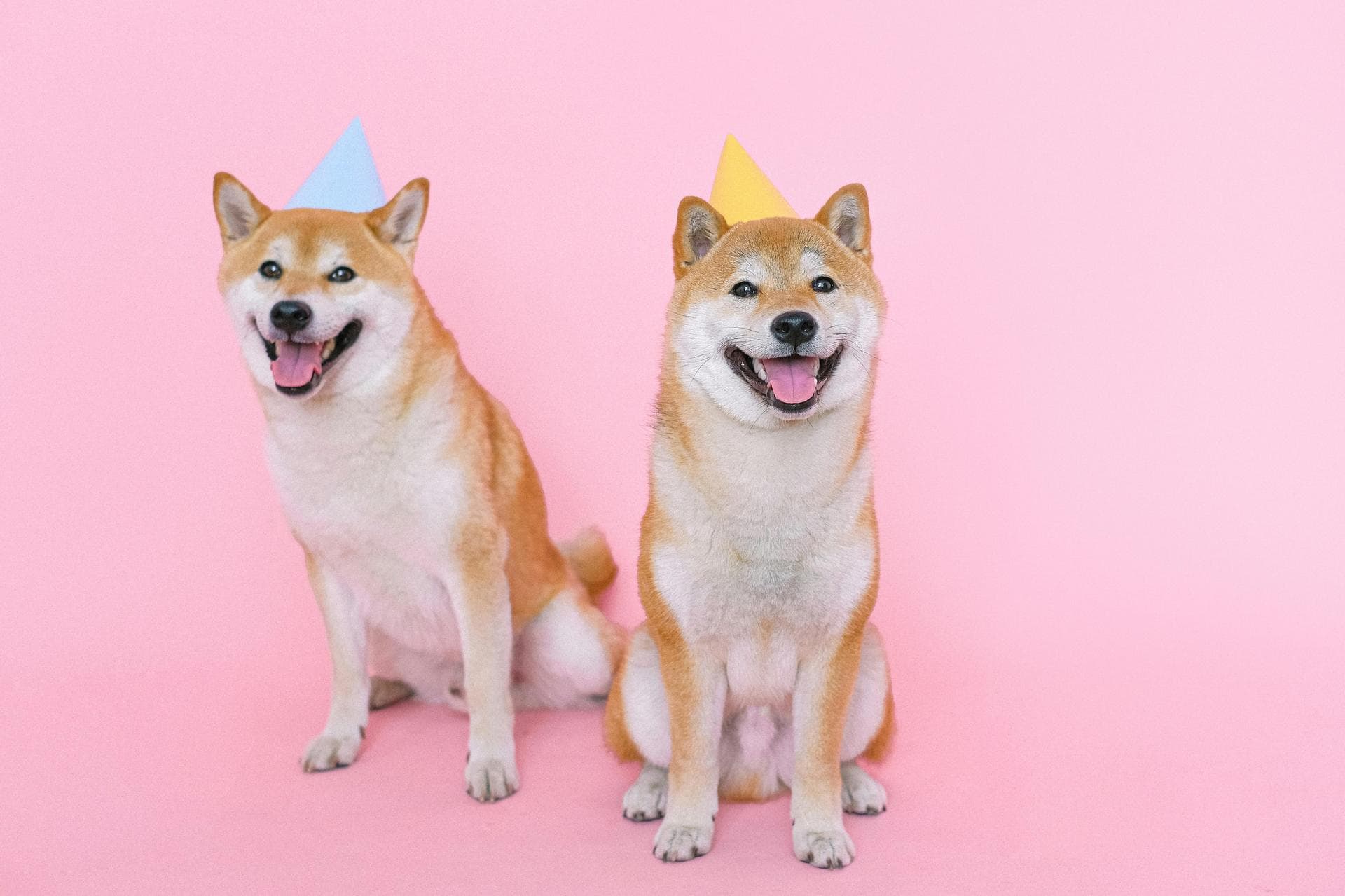 Dog & Cat Vets in Louisville